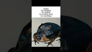 Doad #memes #animals