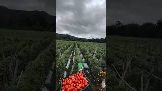 Tomato Farming 🧺 #short #ytshorts #shortvideo #shortyt #yt
