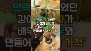 안락사 위기였던 강아지 곰자가 배우 조승우와 만들어낸 '0의 기적' #shorts  #조승우 #강아지