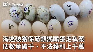 海巡破獲保育類鸚鵡蛋走私案 估數量破千、不法獲利上千萬｜20250707 公視午間新聞