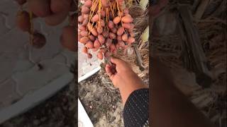 #freshdates #dates#tasty