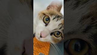 GIRL WHO FEEDS STRAYS | Answering Your Most Asked Questions
