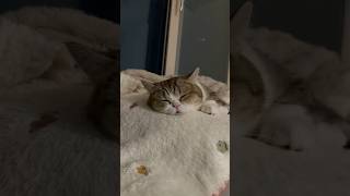 쓰담쓰담 꿀잠냥이