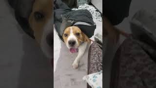 beagle cuteness #beagledog #doglover #funny