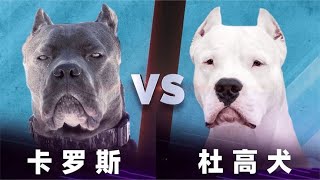 卡罗斯vs杜高犬，如这两种猛犬正面硬杠，谁会笑到最后？#卡罗斯#杜高犬#動物 #動物世界 #動物狩獵 #動物故事 #猛犬