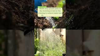 Gardening Tips for Beginners: Top 10 Hacks