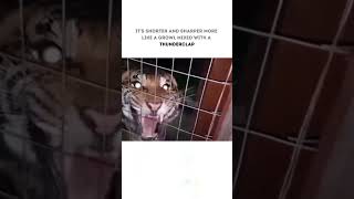 Lion vs Tiger Roar Comparison 🦁🐯  Which One Sounds More Powerful #shorts