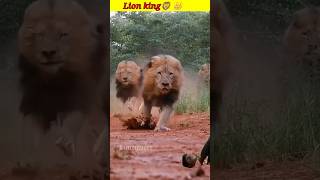 #lion #superhithollywoodmovieinhindi #comedyandromanticmoviesinhindi #scifimovieexplainedinhindi