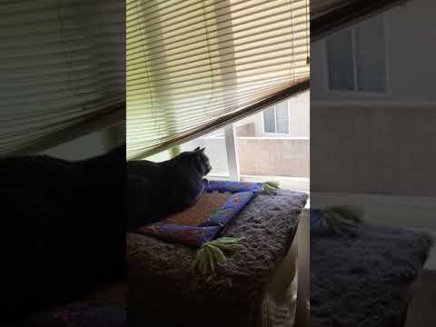 My Gray cat chattering at birds.