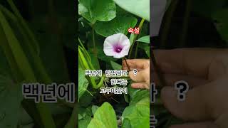 행운의꽃 고구마 #꽃이핍니다 #미스터트롯2  #꽃날