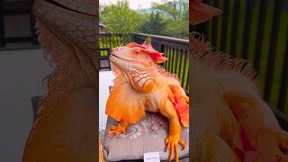 His majesty, Tam 🙌 #reptile #iguana #lizard #golden #animalfriend #reptilelover #albino #恐竜