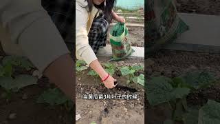 黃瓜最重要的一次施肥一定要知道#種植小技巧 #農業種植 #三農種植 #黃瓜