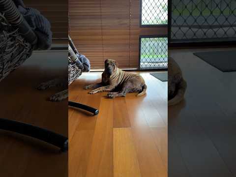 Friday now friend!!! #dog #sharpei#pets