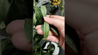 artificial olive tree#cheap #artificial plants#olivetree