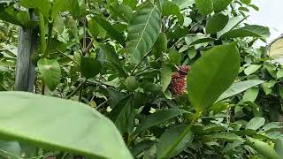 紅毛丹苗,黃毛丹苗,0980870355,森聯茂果樹苗種苗園,保亭7號紅毛丹苗,R191小學生紅毛丹苗,習通紅毛丹苗,泰式1號紅毛丹苗,泰式2號紅毛丹苗,泰式3號紅毛丹苗,紅毛丹嫁接苗
