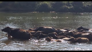 Buffaloes/cow Swimming #nomadiclife #youtubeshorts #Coorg #animalsvideo #nature #cowbuffalo#cowvedio