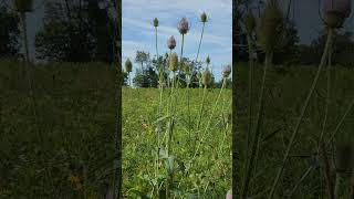 #thefrugallifewithmercedes #nature #naturewalk #hiking #tallgrass #wildflowers #grass #shrubs