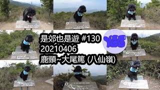是郊也是遊 #130 20210406 鹿頸~大尾篤 (八仙嶺)