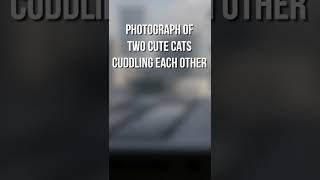 awwww #dalle2 #ai #cats #catscuddling #openai #shorts