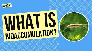 What is Bioaccumulation? | Writing and Science Activity