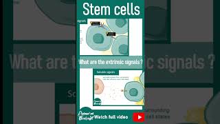 Stem cell fate choice | Extrinsic and intrinsic signals driving stem cell fate choice