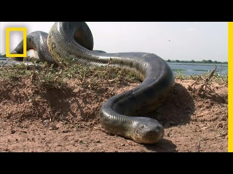 [Top 5 Ever biggest Anacondas in the World]lizatop5
