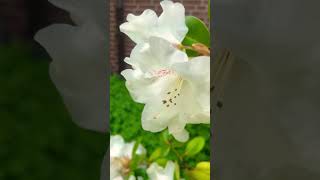 These beauties🤍🕊️💚#springflowers#springmood#blossom#blossoming#flowers#flowergarden#enjoyment#joy