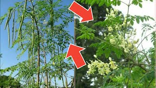 সজিনা কান্ড থেকে গাছ তৈরী /সজিনা চাষ পদ্ধতি/কলম পদ্ধতিতে / Grow Drumstick from Cutting