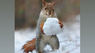Squirrel in ice world#shorts#Squirrel#iceworld#winterfeeling
