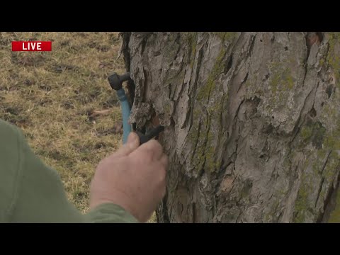 Hamilton County Conservation demonstrates tapping a maple tree to get sap