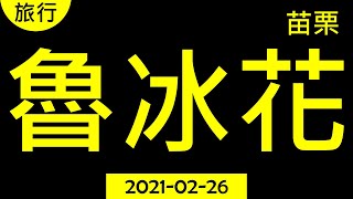 【旅行日誌】苗栗 魯冰花 好吃.好玩.好生活-2021-02-26