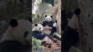 The Chengdu Research Base of Giant Panda Breeding is a must-visit destination.