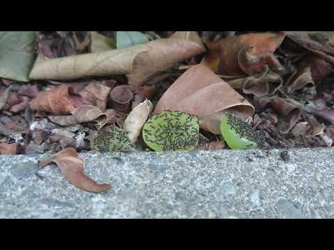 蟻にマスカットをあげてみた　I sent Muscat to the ants