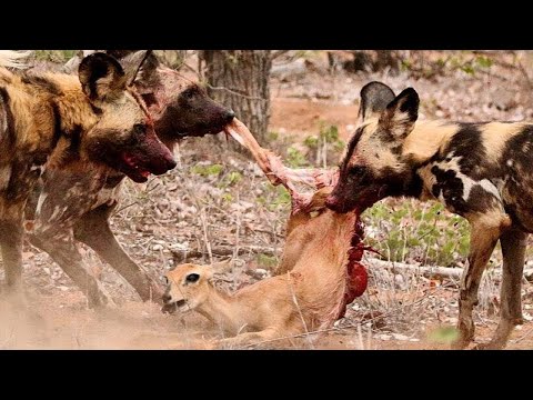 AFRICAN WILD PAINTED DOG ─ Even Leopards and Buffaloes are Afraid of this Animal