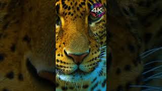 4K HDR QUALITY 8kvideo #4kvideo #8k #4khdr #8k #4k #4KHDR #12k #4kvideos #hdrvideo8khdr #12khdr #