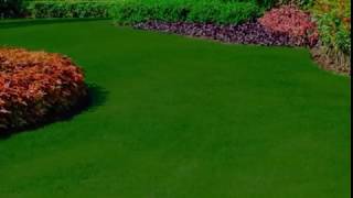 Green screen background garden flower animation effects video