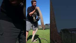 Just how friendly is this giant cobra?