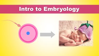 Intro to Embryology (Development of Human) | How we were born?