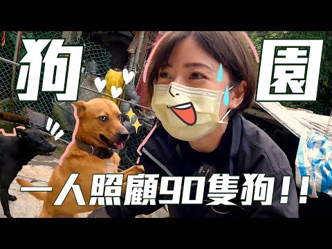 挑戰一人照顧90隻狗！狗園體驗一日志工！｜金魚腦 Goldfish Brain