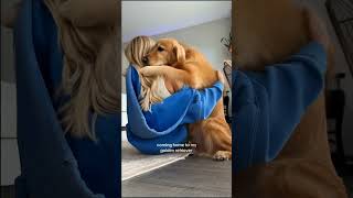 #dog #dogs nstagram #dogs #puppy #doglover #doglife #instadog