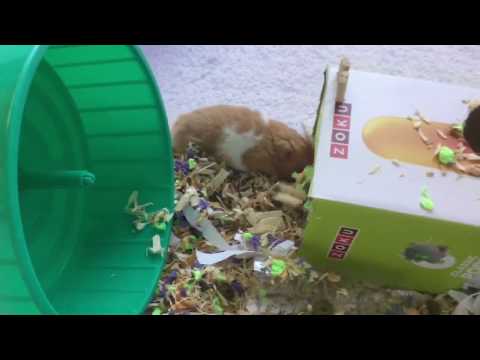 New Syrian hamster! | Fluffy the hamster (temporary cage & wheel)
