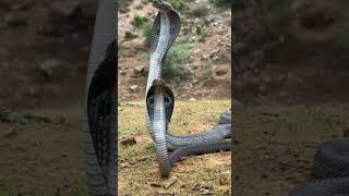 NAAG NAGIN IN ONE FRAME#sawanspecial #bholenath #mahadev #om #snake #snakelove #boys #naturelovers