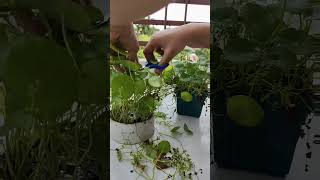 Pruning of coin plant || Plants and Arts || #garden #prunning #indoorplants #autoplant #buttonbush