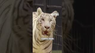 Man vs Tiger  Who Jumps Higher in This Insane Challenge