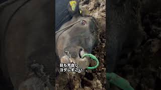 【命の危機】牛の起立困難😱