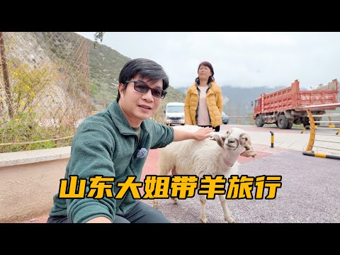 旅途中的奇人奇事，山东大姐带一头羊旅行，听听大姐是怎么说的