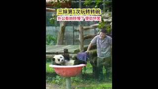 7.11三妹第1次玩转转碗，外公看她转懵了 使劲坏笑，哈哈 终于被按投降了#大熊猫奇三妹 #大熊猫 #重庆动物园
