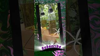 MESHO Product review#oildispenser#goodproducts#mesho#flipkart#amazon#raninareshvlogs#useful_things