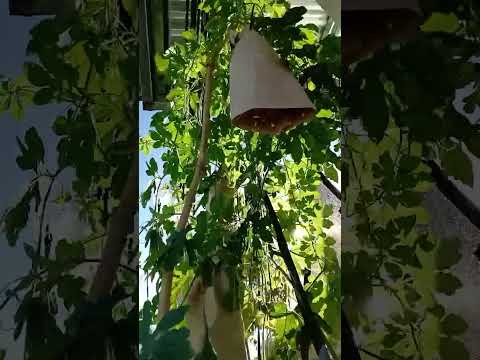 ... amplaya plant