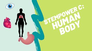 Making a HUMAN SKELETON - STEMpower